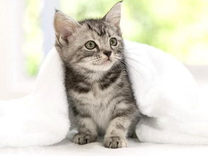 小猫多久会自己拉屎