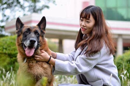 不咬人的大型犬有哪些