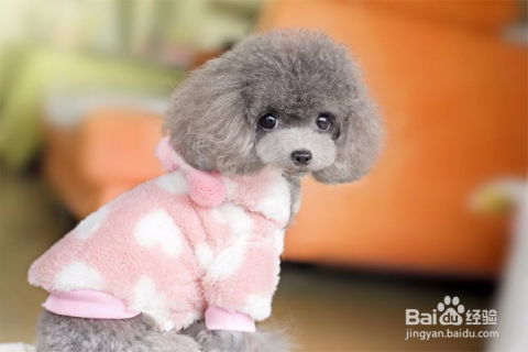 泰迪犬如何训