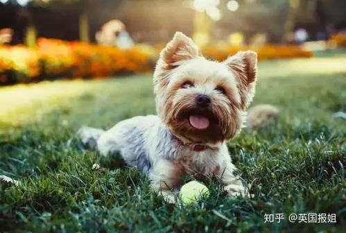 陪伴犬有哪些