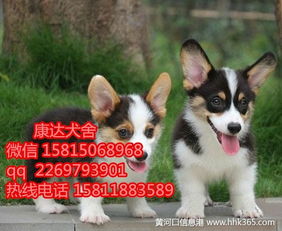 佛山哪里有卖柯基犬