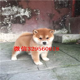 长沙哪里有卖柴犬的