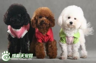 哪些宠物狗不容易掉毛