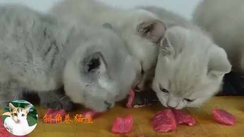 小猫吃生肉会怎么样