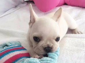 法牛犬怎么样养好