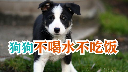 狗喝水后多久吃饭