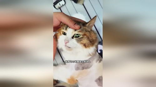 如何给猫上眼药