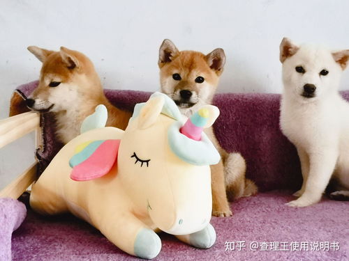 柴狗去哪里买
