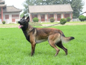 马犬养在哪里