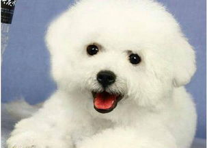 比熊犬多久排大便