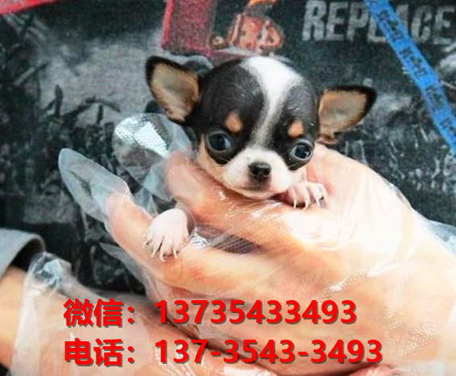 西安买狗地方在哪里