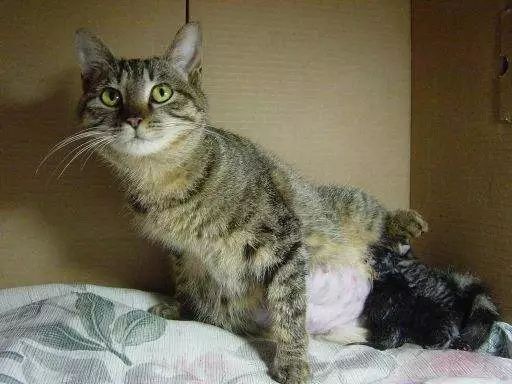 母猫从哪里生出小猫