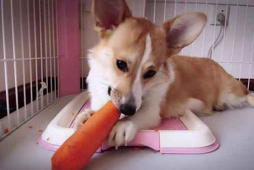 柯基犬多久洗一次