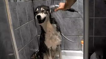狗狗如何剪耳毛