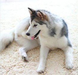 狗狗风湿一般多久