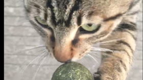 如何驯化小野猫