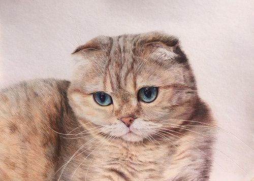 母猫发情要多久结束