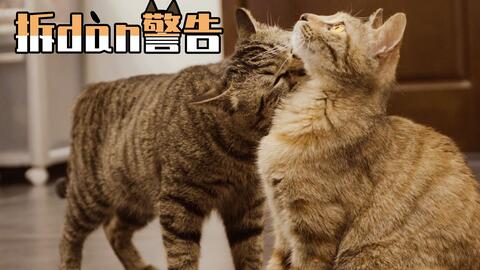 如何不让母猫发情