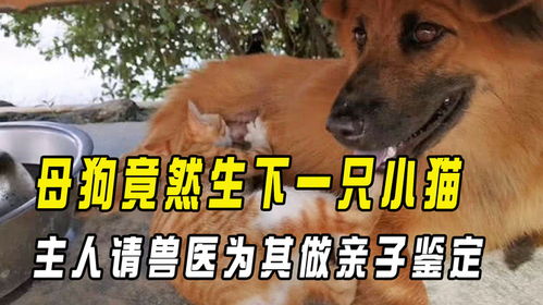 母狗怀孕后多久会生