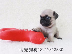 巴哥犬和泰迪哪个好养