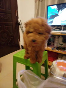 泰迪狗狗多久能长大