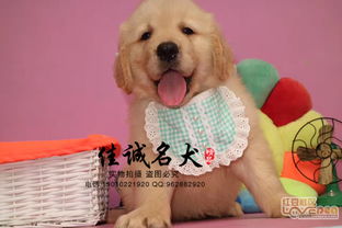 天津哪里卖宠物狗