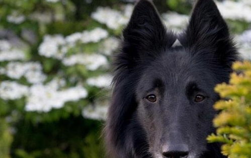 比利时牧羊犬性格怎么样