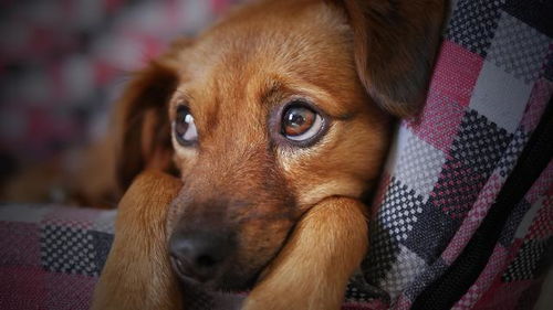 哪些是犬哪些是狗