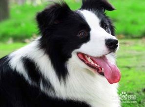 边境牧羊犬如何挑选