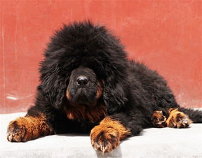 哪里有藏獒犬纯种