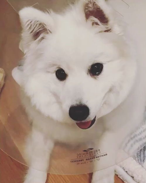 狗狗做绝育要多久