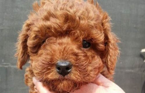 泰迪犬多久洗一次澡