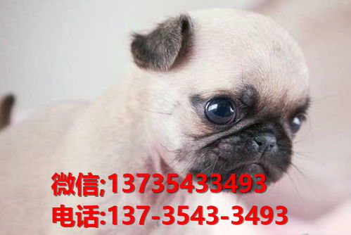 深圳哪里卖巴哥犬