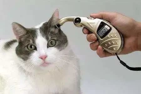 给猫咪量体温多久