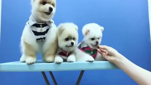 宠物狗内外驱虫哪个要好