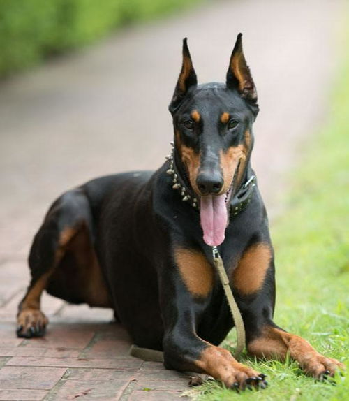 德国的犬有哪些