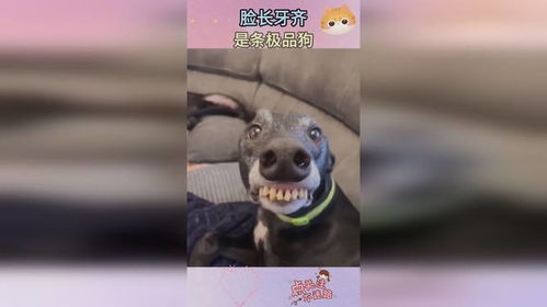 小狗牙齿多久长齐