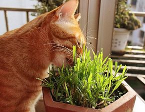 猫多久可以吃猫草