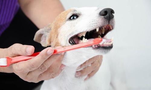 狗狗如何清理口腔