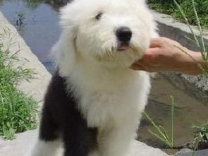 哪里买古牧犬