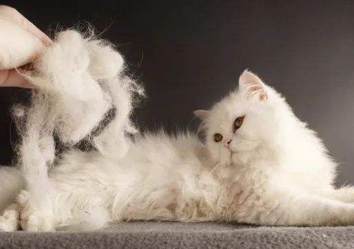 怎么样让猫咪不掉毛