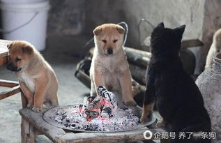 狗狗冬天如何取暖
