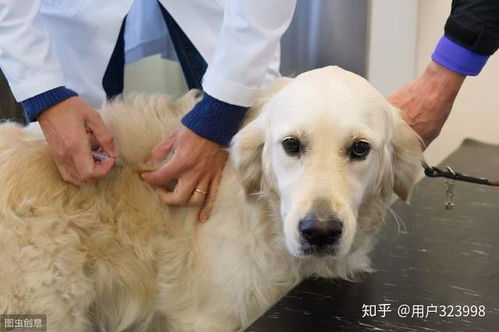 狗吃生肉多久驱虫