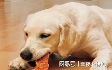 小狗爱吃什么