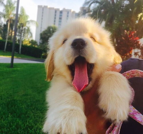 金毛犬有哪些病