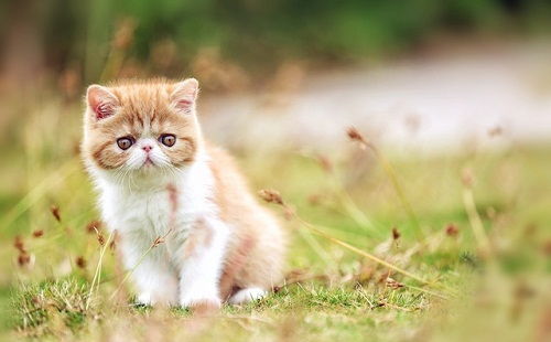 小猫多久会自己吃东西