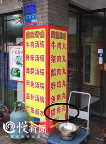 重庆哪里卖猫