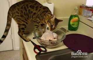 孟加拉豹猫如何训练