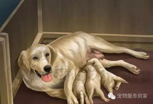 如何帮助狗狗生产