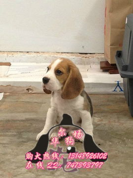 比格犬去哪里买